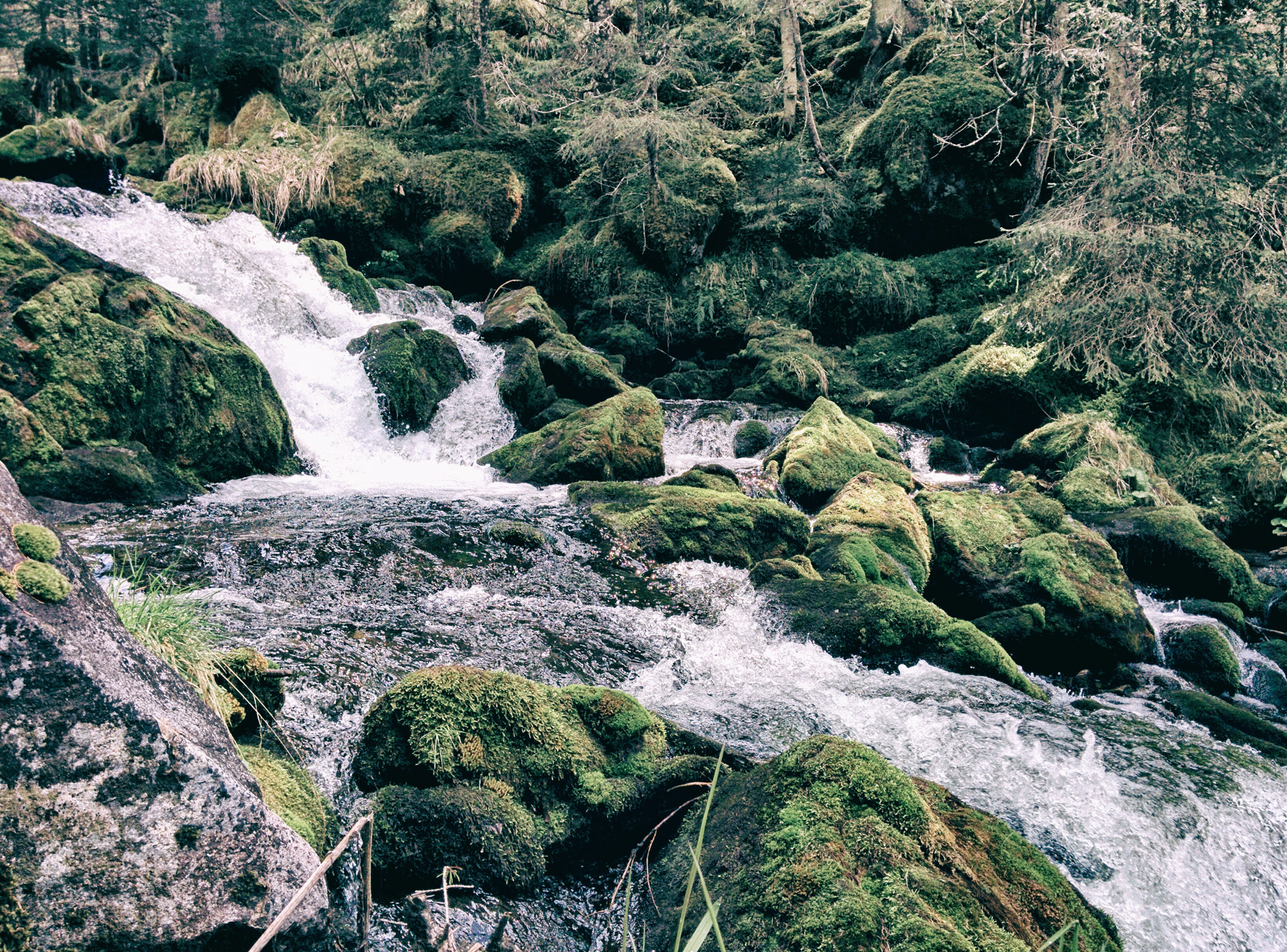 creek with moss copyright Simon Kendler